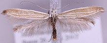 Coleophora fringillella MM16598.jpg