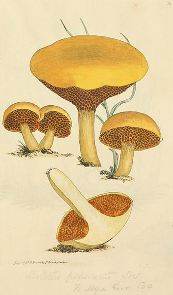File:Coloured Figures of English Fungi or Mushrooms - t. 34.jpg
