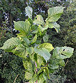 Columella daun 1.jpg