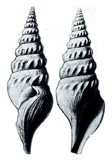 <i>Comitas margaritae</i> Species of gastropod