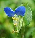 Miniatura per Commelina