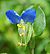 Commelina communis