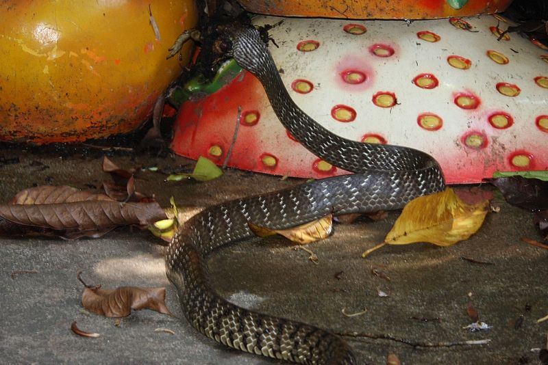 File:Common Rat Snake (Ptyas mucosa) 水律6.jpg