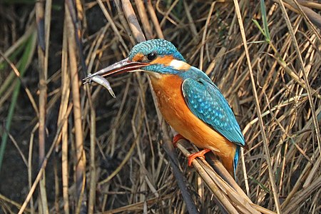 Common kingfisher (Alcedo atthis bengalensis) with fish.jpg