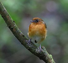 Conopophaga cearae - Ceara gnateater.jpg