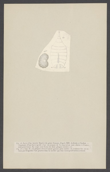 File:Conops - Print - Iconographia Zoologica - Special Collections University of Amsterdam - UBAINV0274 002 01 0005.tif