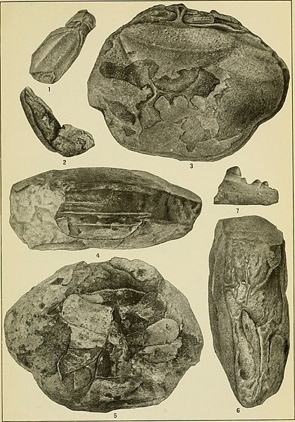 File:Contributions to the geology and paleontology of the Canal Zone, Panama, and geologically related areas in Central America and the West Indies. (1919) (20681403752).jpg