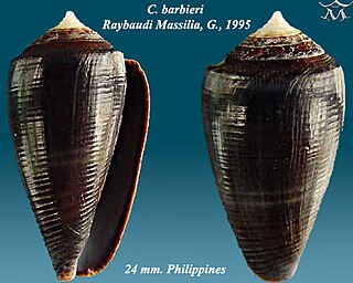 <i>Conus barbieri</i> Species of sea snail