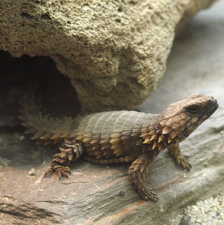 armadillo girdled lizard habitat