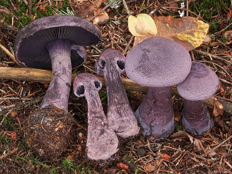 File:Cortinarius violaceus (L.) Gray 777115.jpg