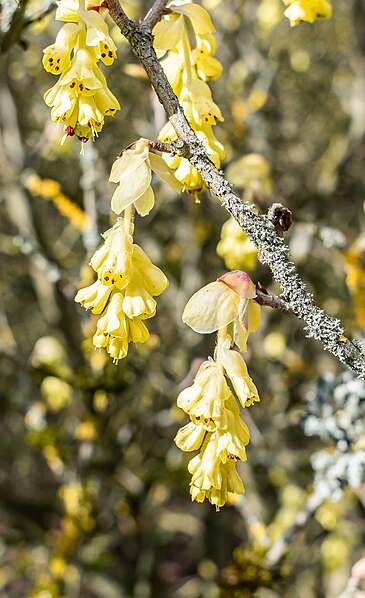 File:Corylopsis platypetala in Marburg BG (6).jpg