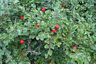 <i>Cotoneaster apiculatus</i> Species of plant in the family Rosaceae