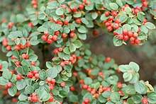 Cotoneaster splendens.jpg