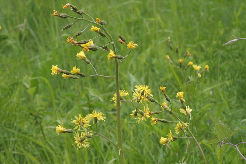 File:Crepis praemorsa (Trauben-Pippau) IMG 0424.JPG