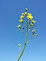 Inflorescence