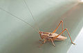 120px-Cricket.jpg