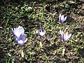 Crocus cancellatus clump.jpg