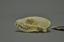 Skull of a common kusimanse Crossarchus obscurus 02 MWNH 223.jpg