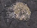 Crushed ammonite fossil chapmans pool dorset.jpg