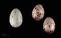Legsel van Europese koekoek (broeiparasiet) en A. trivialis (regs)