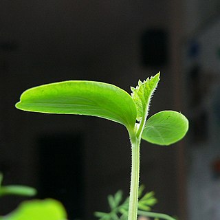 <span class="mw-page-title-main">Shoot (botany)</span> Young stem or branch