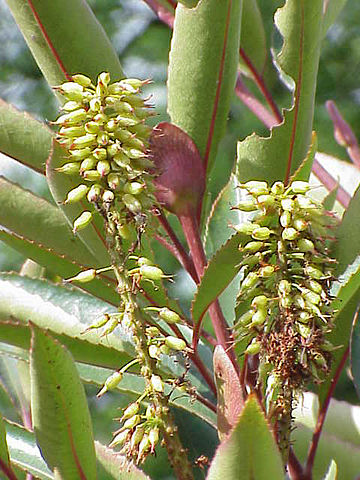 File:Cunonia capensis0.jpg