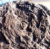 Cyclomedusa, un fòssil amb forma de disc que ha estat interpretat com un artefacte microbial. Escala mètrica.