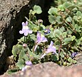 Cymbalaria pallida 01.jpg