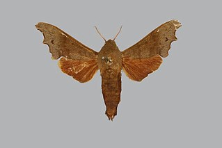 <i>Cypa enodis</i> Species of moth