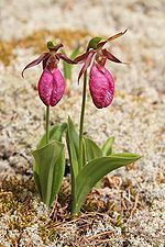 Miniatura para Cypripedium acaule