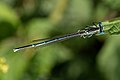 * Nomination Azurjungfer (Coenagrion) in the FFH area Mainaltarm near Dörfleins --Ermell 05:53, 7 June 2018 (UTC) * Promotion  Support Good quality. --Granada 07:28, 7 June 2018 (UTC)