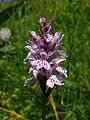 Dactylorhiza fuchsii Switzerland - Mont d'Amin