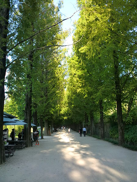 File:Damyang Metasequoia Road 4.JPG