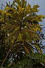 Darlingia ferruginea foliage, Royal Botanic Gardens, Sydney