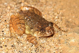 <span class="mw-page-title-main">Meowing night frog</span> Species of amphibian