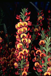 <i>Daviesia polyphylla</i> Species of flowering plant