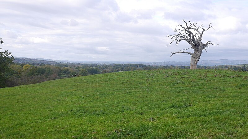 File:Dead tree, Underley - geograph.org.uk - 5786875.jpg