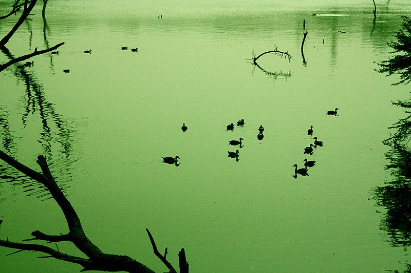 File:Deer Park Ducks in Lake.jpg