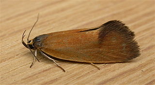 <i>Delexocha</i> Genus of moths
