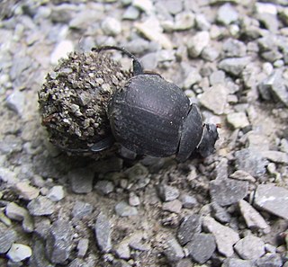 <i>Deltochilum gibbosum</i> Species of beetle