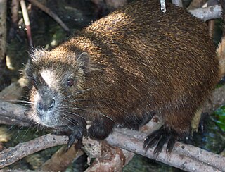 Desmarests hutia Species of mammals belonging to the hutia subfamily of rodents