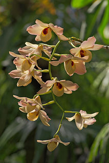 <i>Dendrobium moschatum</i> Species of orchid