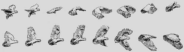 REDUCED TRACING OF SOME PHASES FROM PLATE 758.