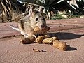 Wuesten-Holzratte in Nordamerika