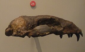 Fossilized cranium of the Miocene seal Desmatophoca Desmatophoca oregonensis.jpg