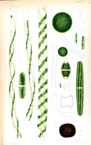 File:Desmidiaceae by G.S. West Vol1 plate V.jpg
