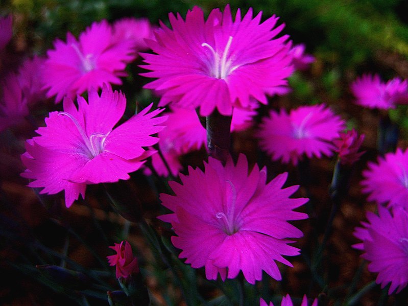 File:Dianthus - 4.JPG