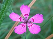 The "maiden pink", Dianthus deltoides, belongs to the core group of Silenoideae. Dianthus deltoides.jpeg