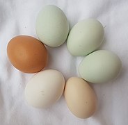 Chicken eggs of different colors