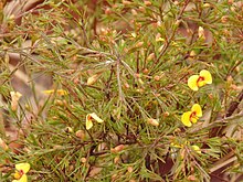 Dillwynia tenuifolia.jpg